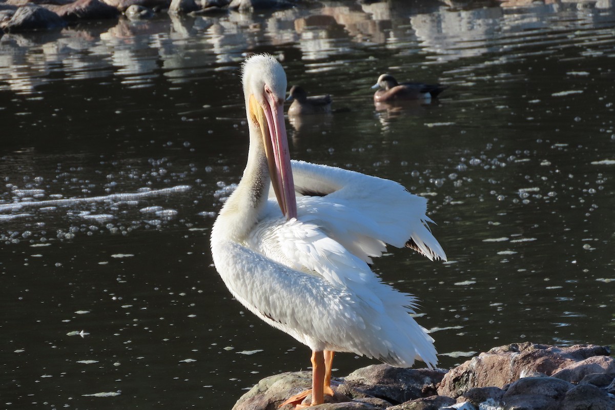 American White Pelican - ML614174845