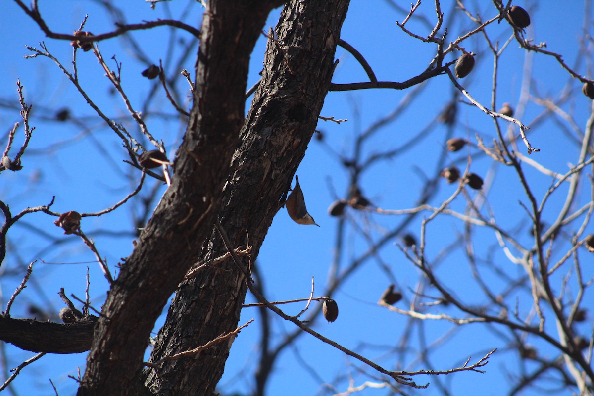 Red-breasted Nuthatch - ML614174883