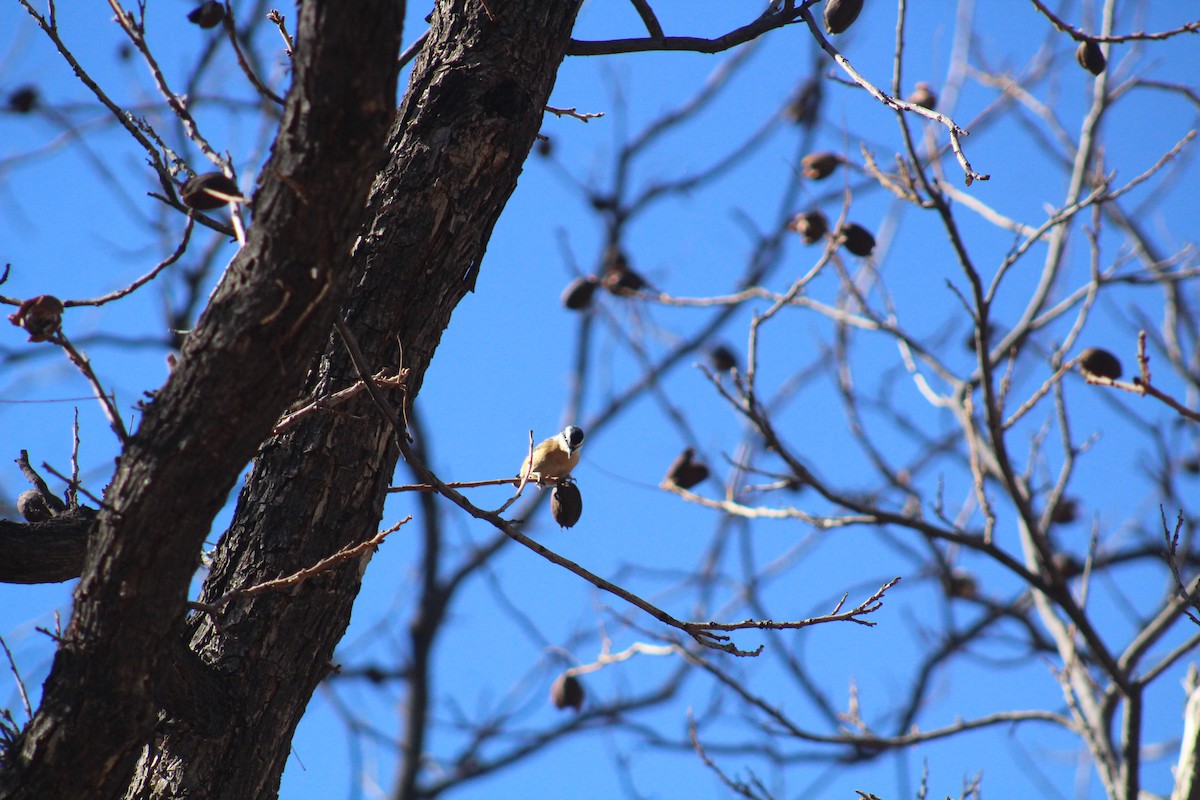 Red-breasted Nuthatch - ML614174886