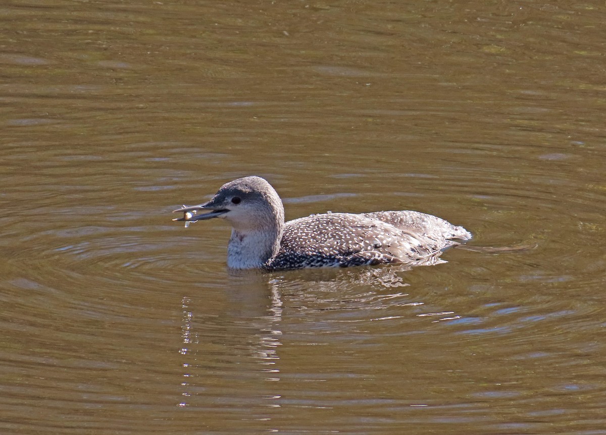 Red-throated Loon - ML614174887