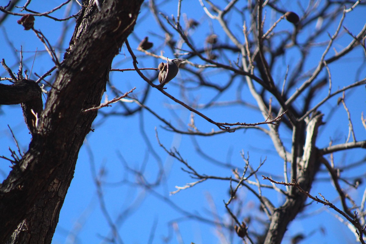 Red-breasted Nuthatch - ML614174888