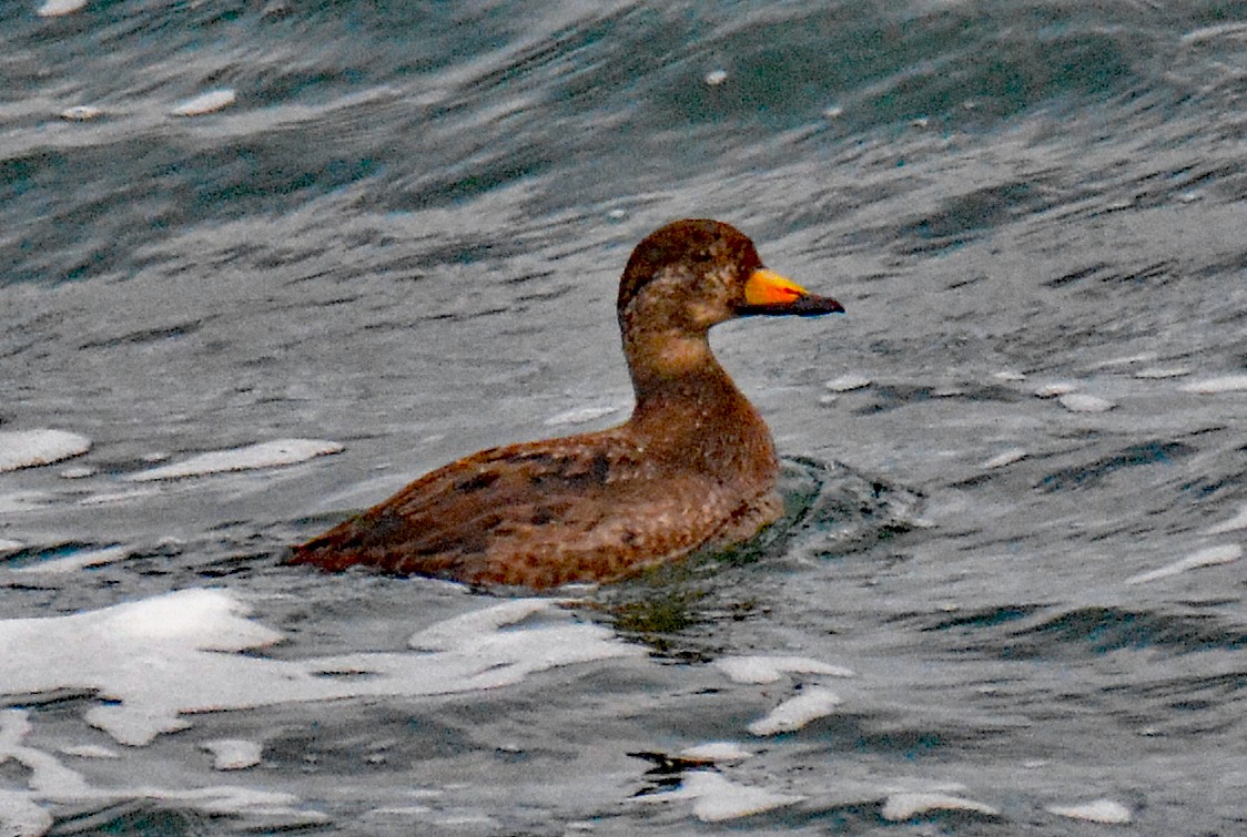 Black Scoter - ML614174890