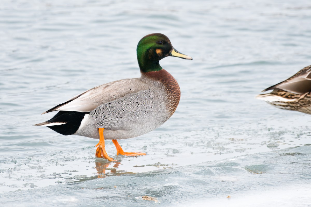 Gadwall x Mallard (hybrid) - Calvin S