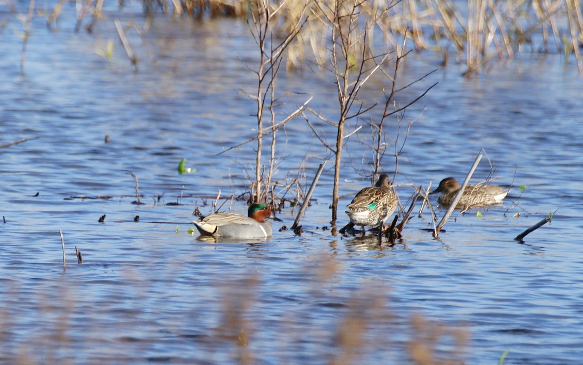 Green-winged Teal - ML614175042