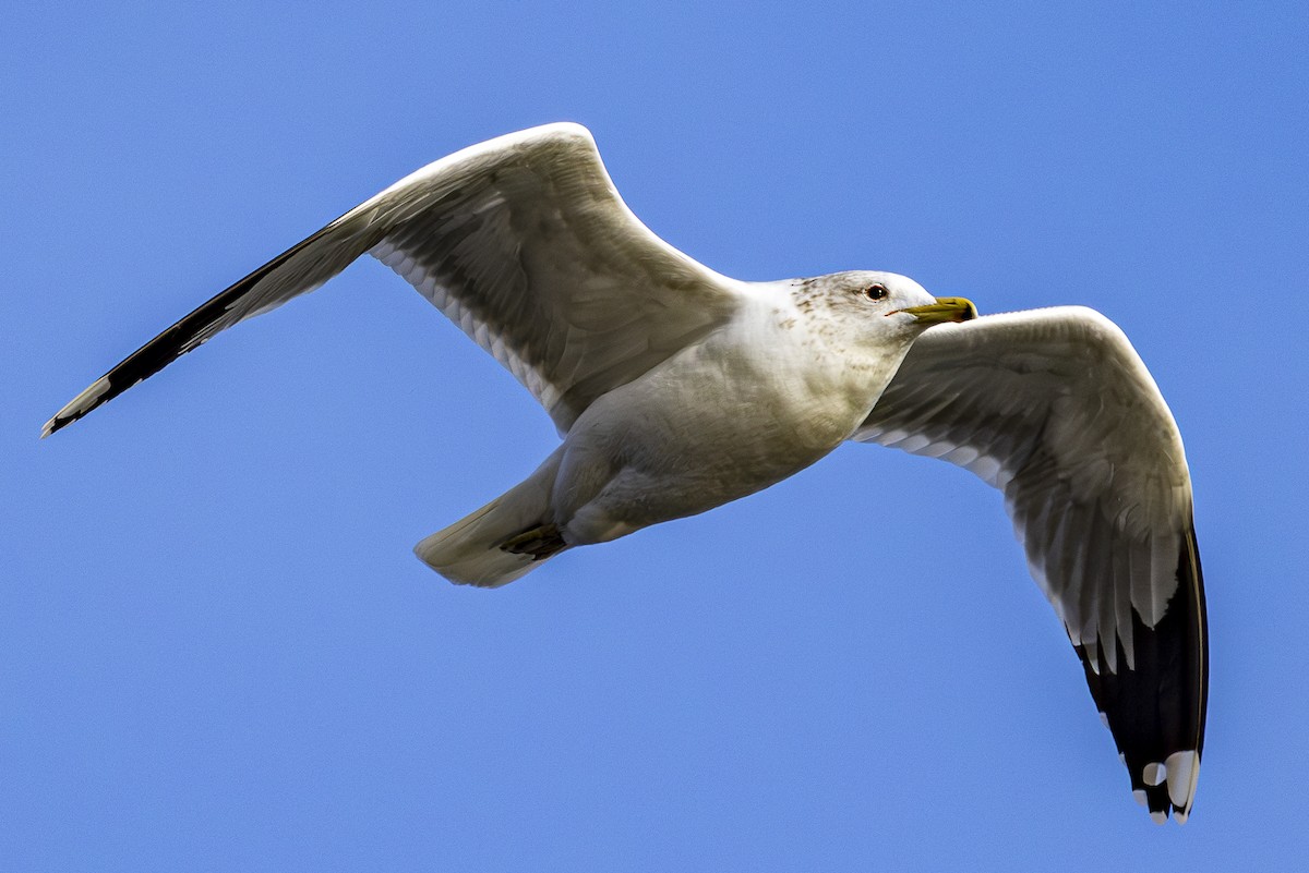 California Gull - Jef Blake