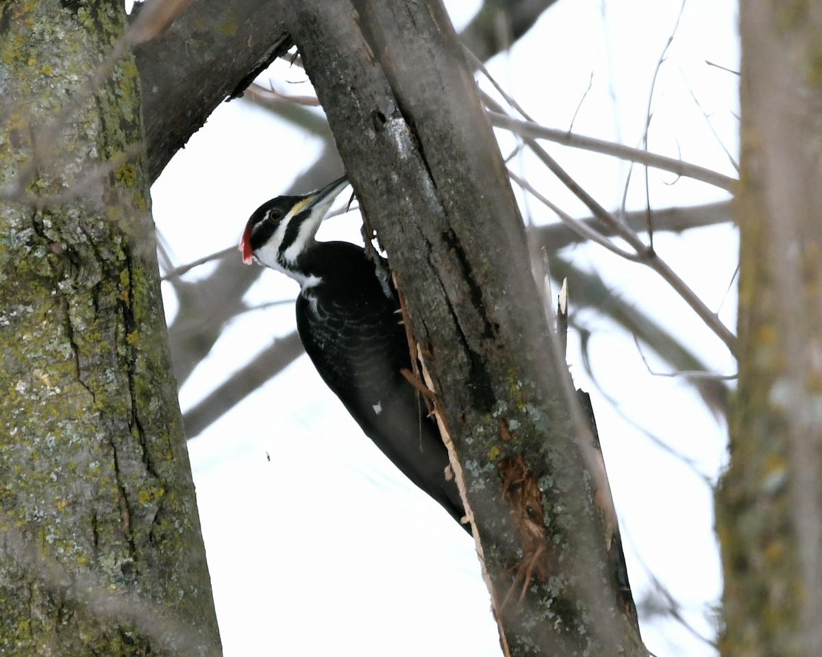 Pileated Woodpecker - ML614175082