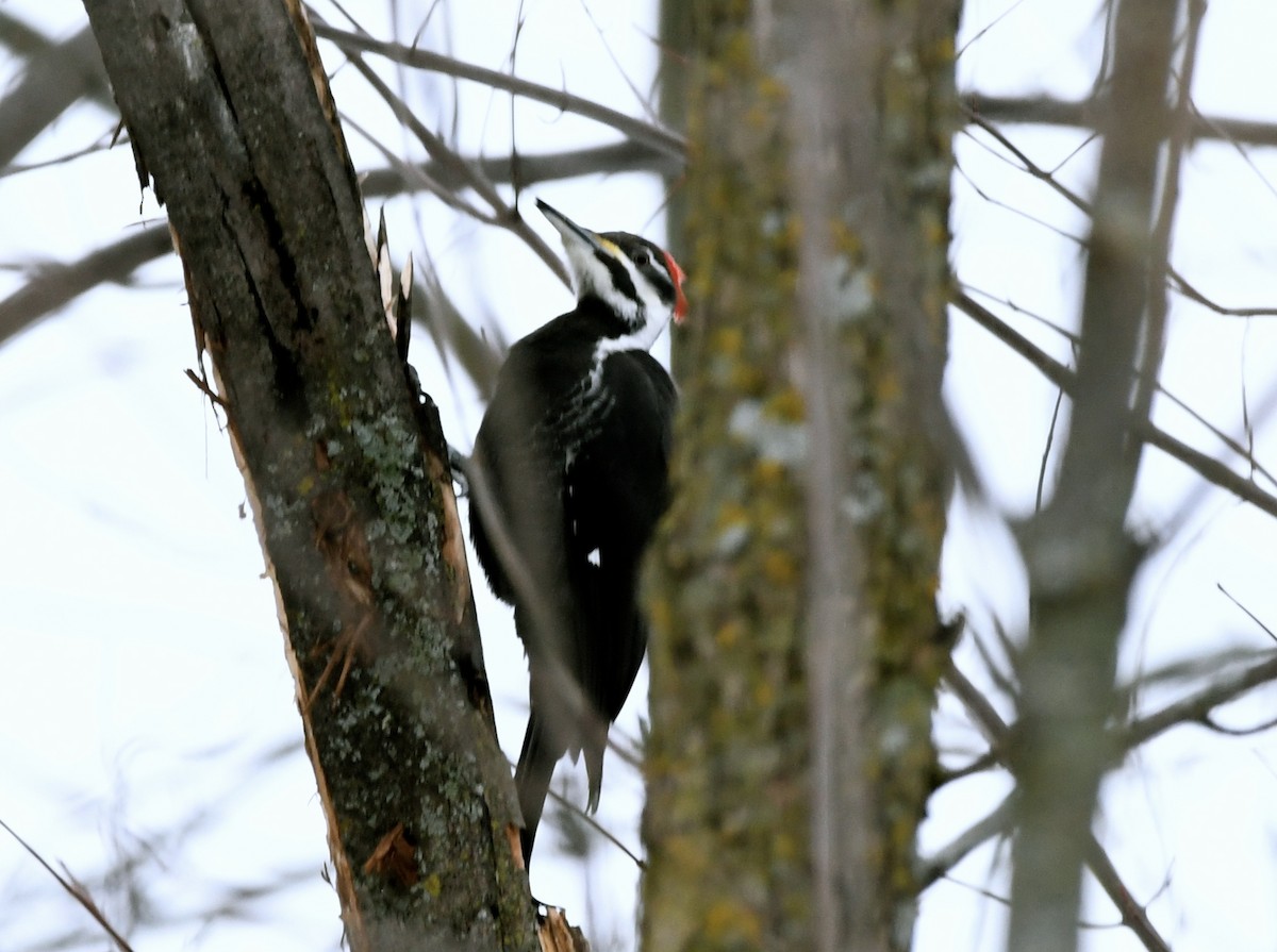 Pileated Woodpecker - ML614175083