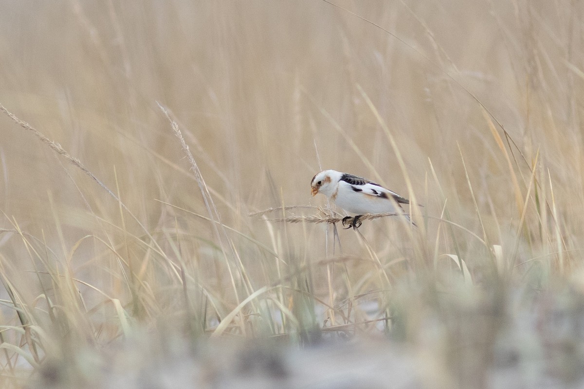 Snow Bunting - ML614175272