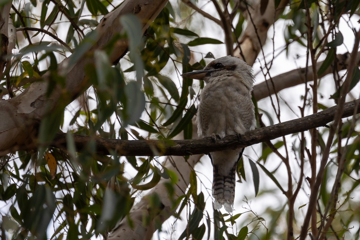 Laughing Kookaburra - ML614175281