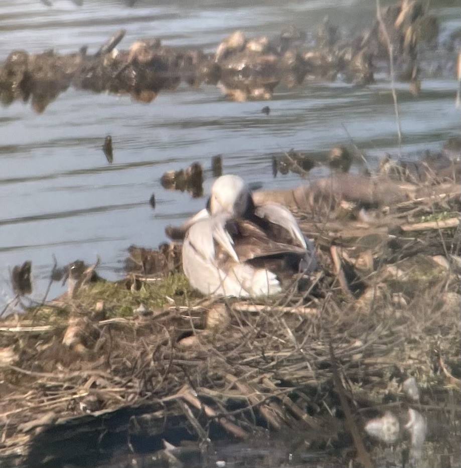 Long-tailed Duck - ML614175344