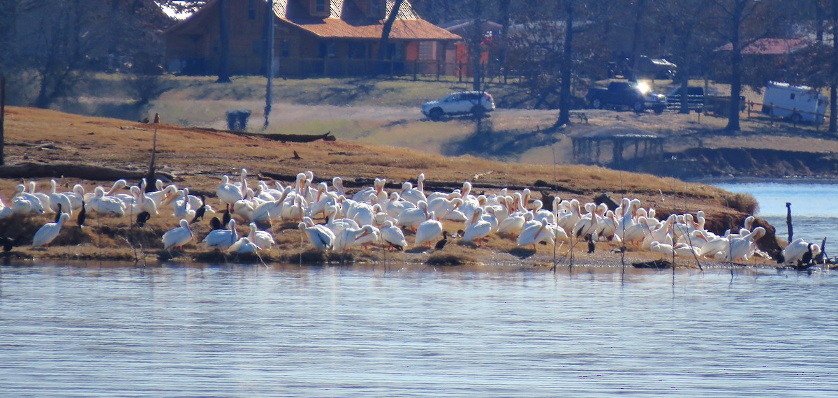 American White Pelican - ML614175450