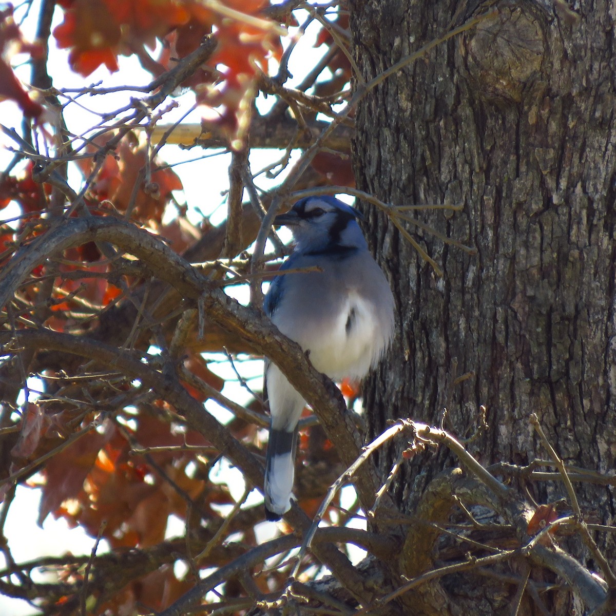 Blauhäher - ML614175475