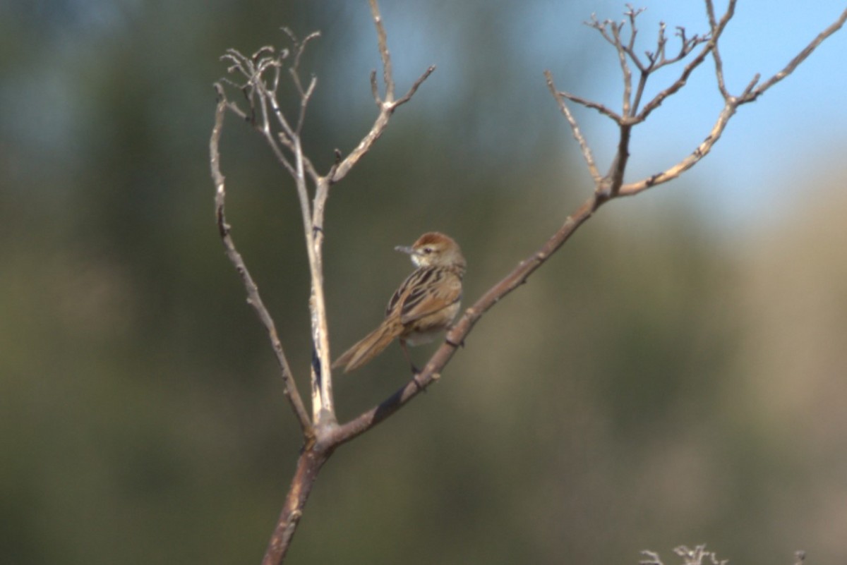 Tawny Grassbird - Daniel Traub