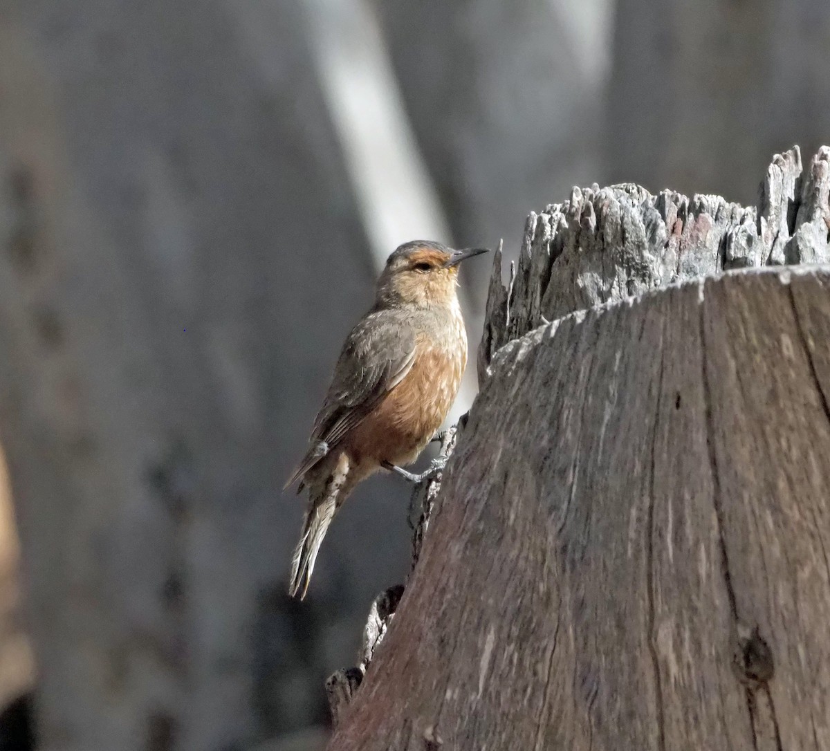 Rufous Treecreeper - Sue Lee