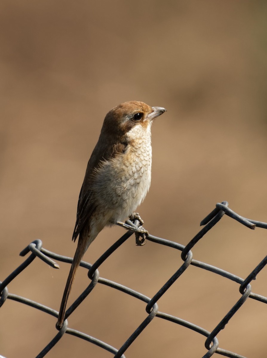 Brown Shrike - ML614175532