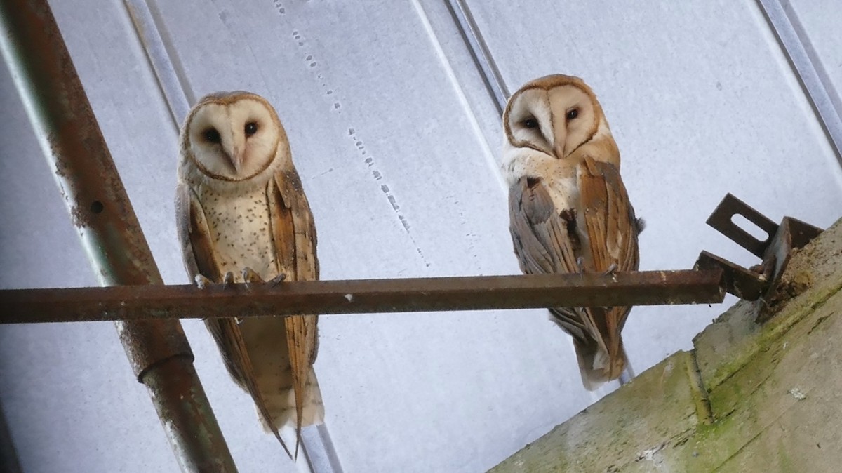 Barn Owl - ML614175534