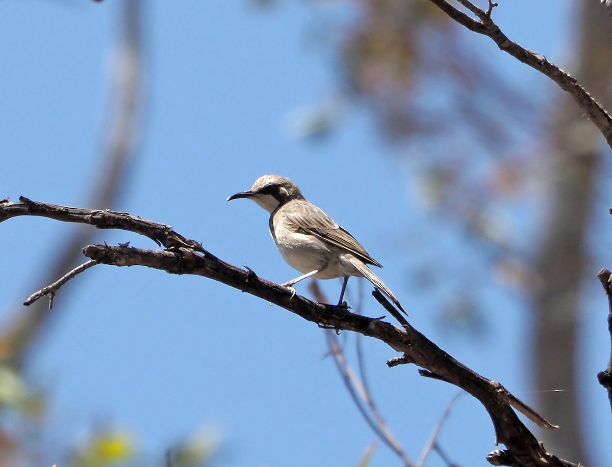 Tawny-crowned Honeyeater - ML614175543