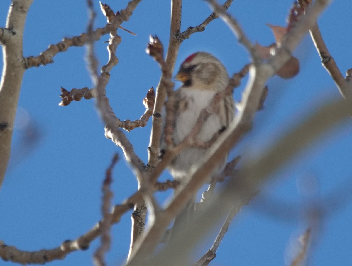 Common Redpoll - ML614175551