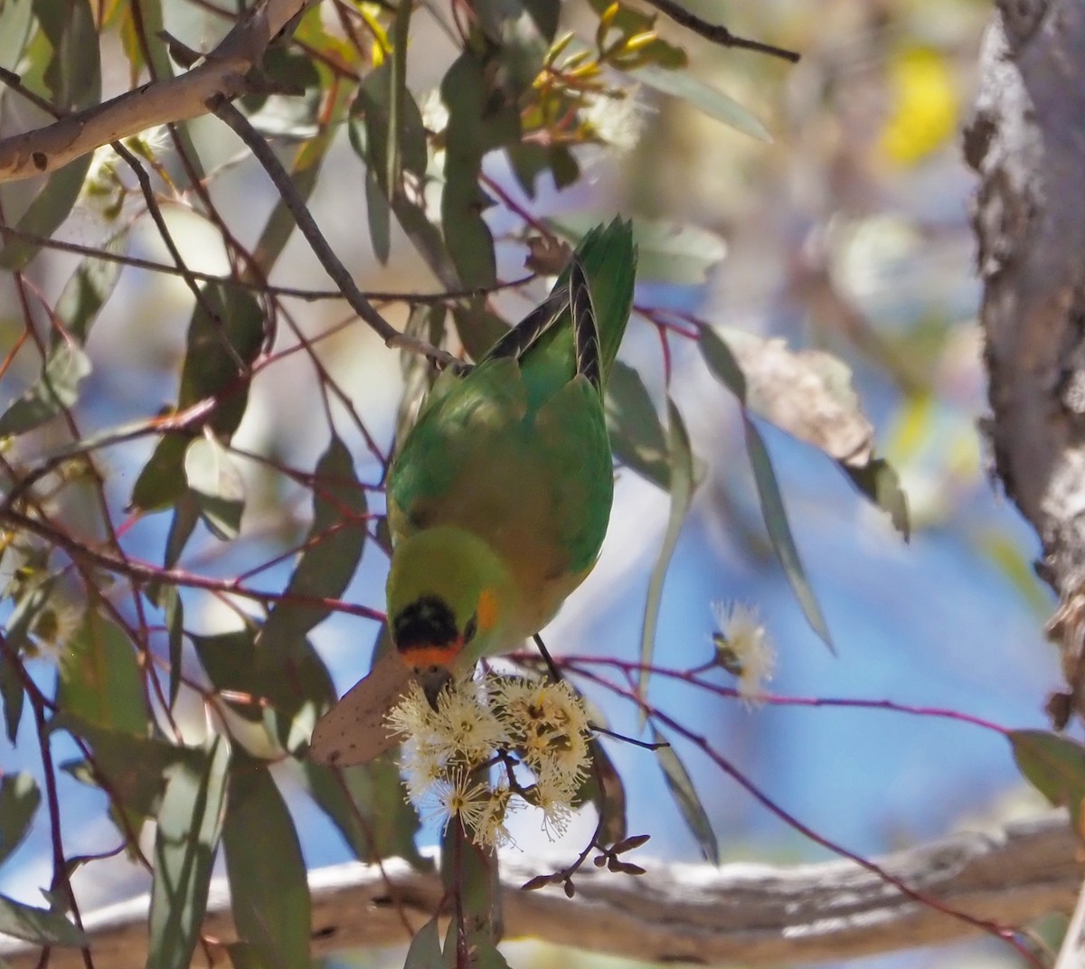 Purple-crowned Lorikeet - ML614175552