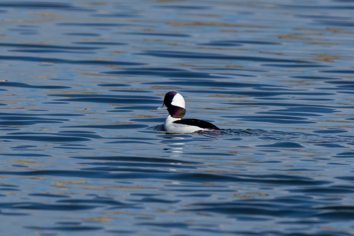 Bufflehead - ML614175553