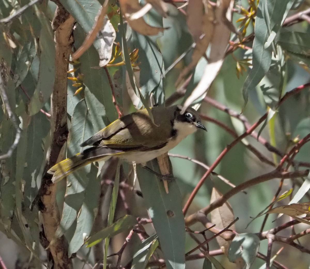 Gilbert's Honeyeater - Sue Lee