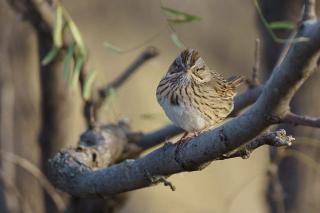 Lincoln's Sparrow - ML614175696