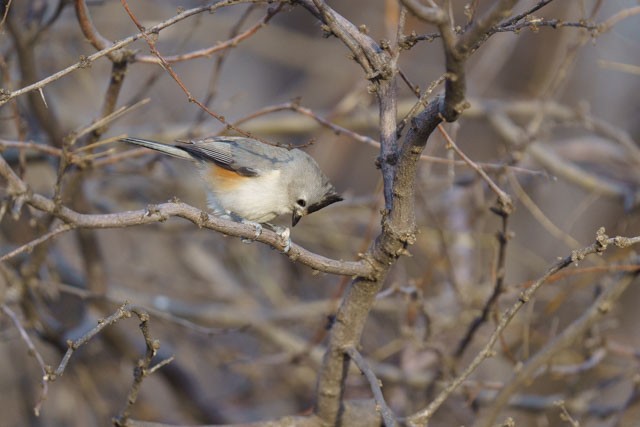 Black-crested Titmouse - ML614175709
