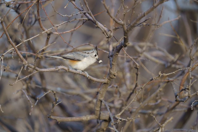 Black-crested Titmouse - ML614175710