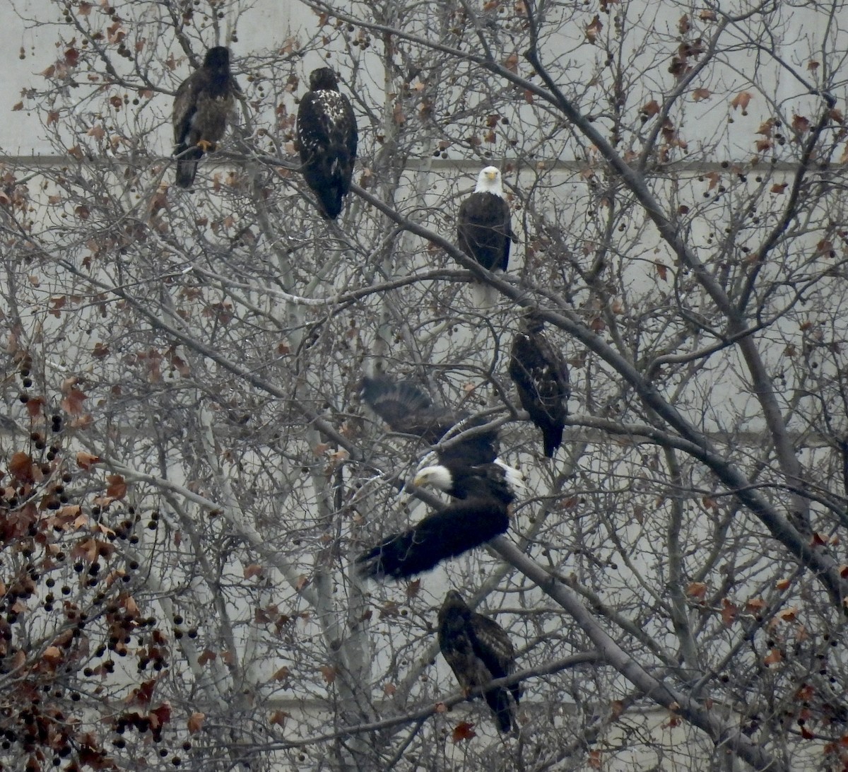 Bald Eagle - ML614175759