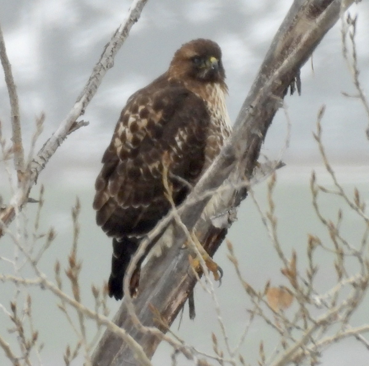 Red-tailed Hawk - ML614175771