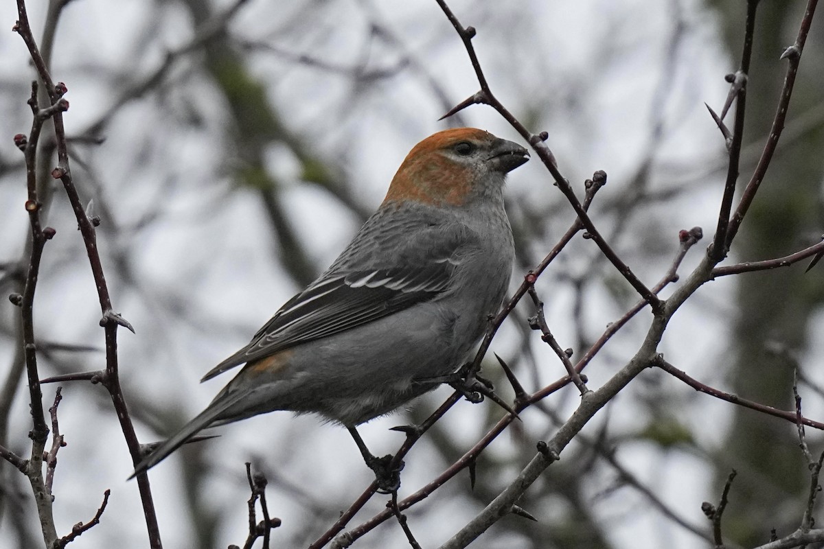 Pine Grosbeak - ML614175799