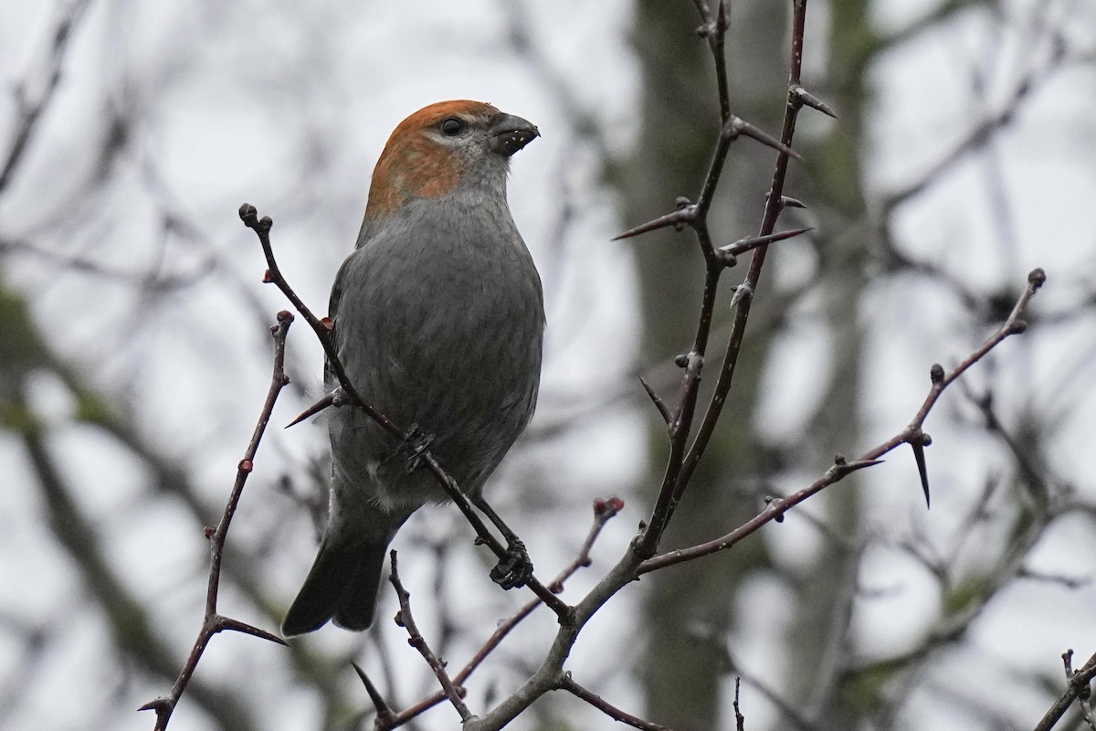 Pine Grosbeak - Sabine Jessen