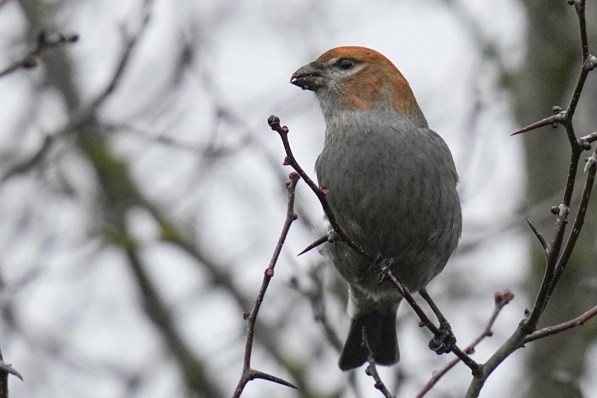 Pine Grosbeak - ML614175804