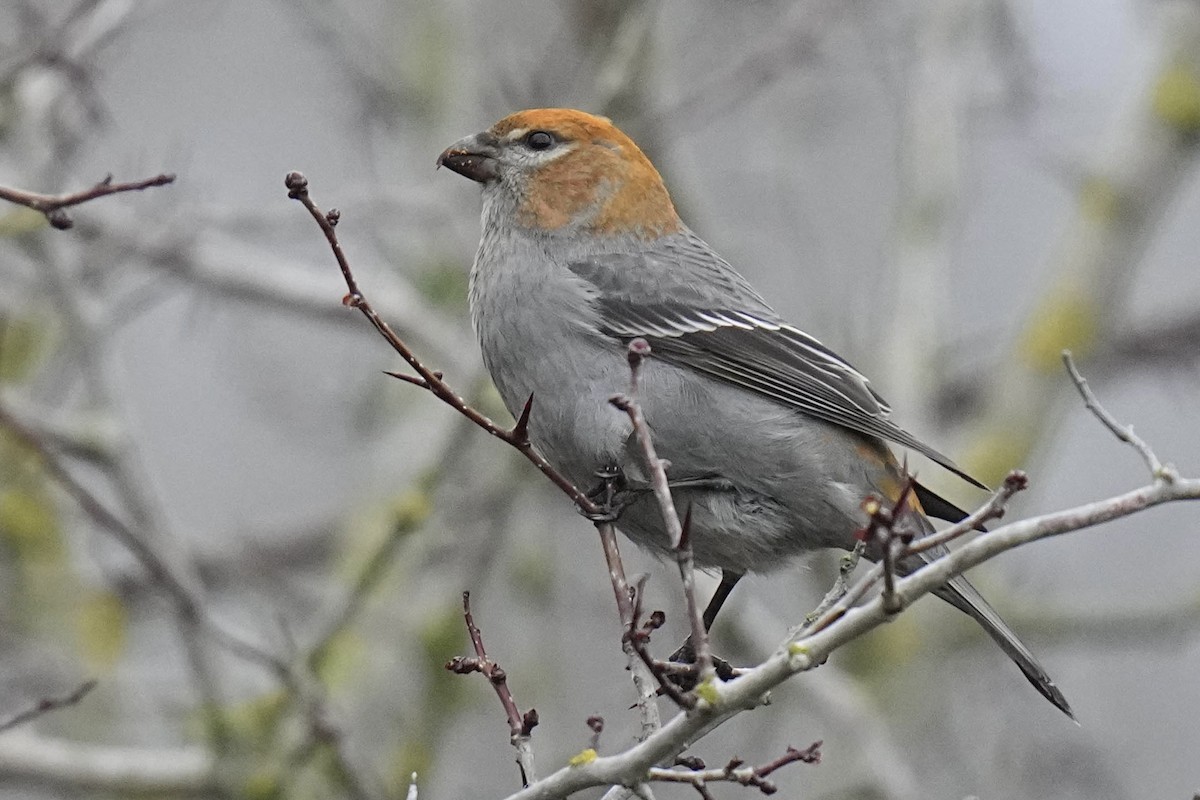 Pine Grosbeak - Sabine Jessen