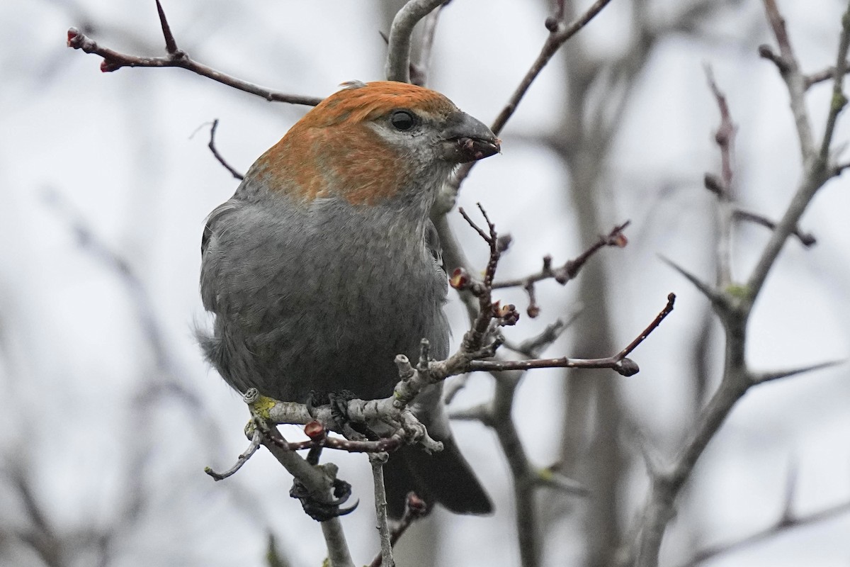 Pine Grosbeak - ML614175821