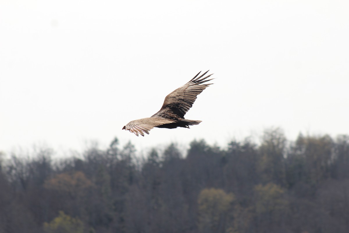 Turkey Vulture - ML614175843