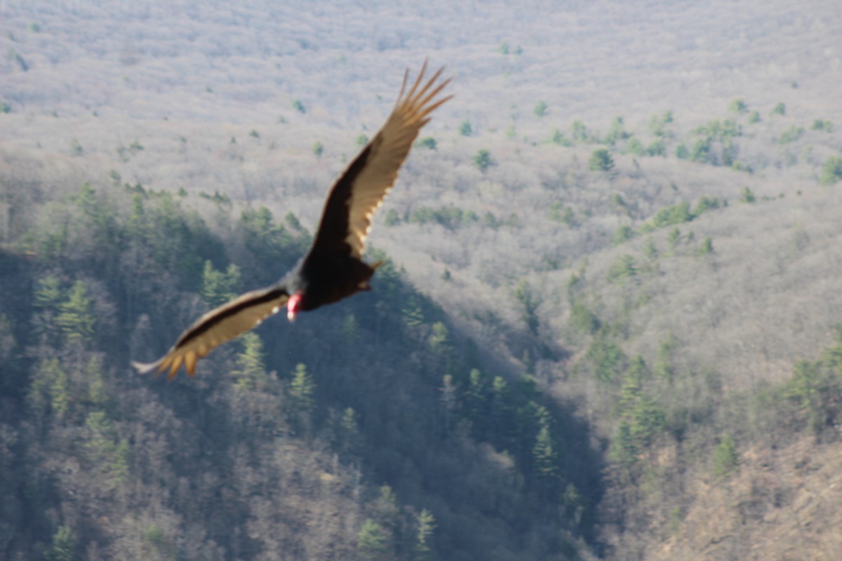 Turkey Vulture - ML614175844