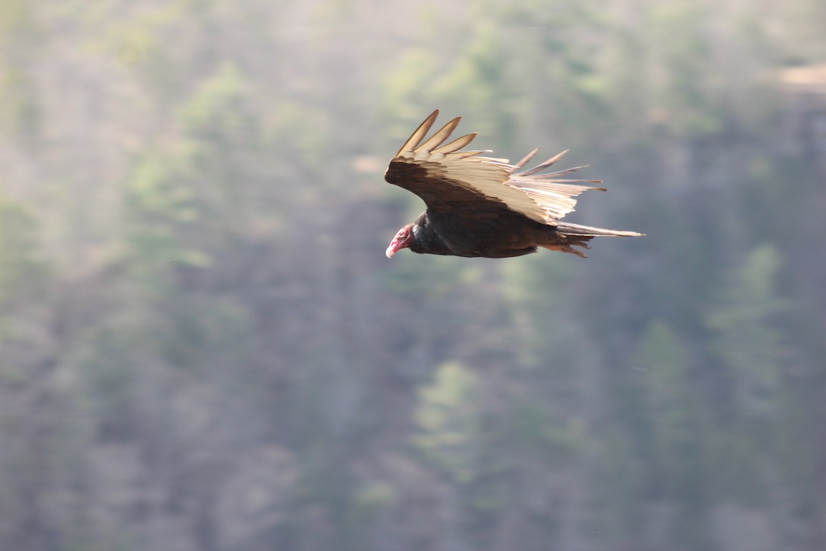 Turkey Vulture - ML614175845