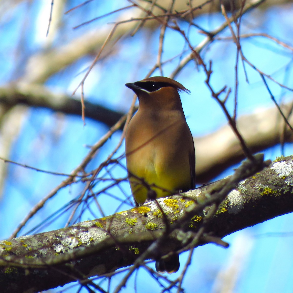 Cedar Waxwing - ML614175846