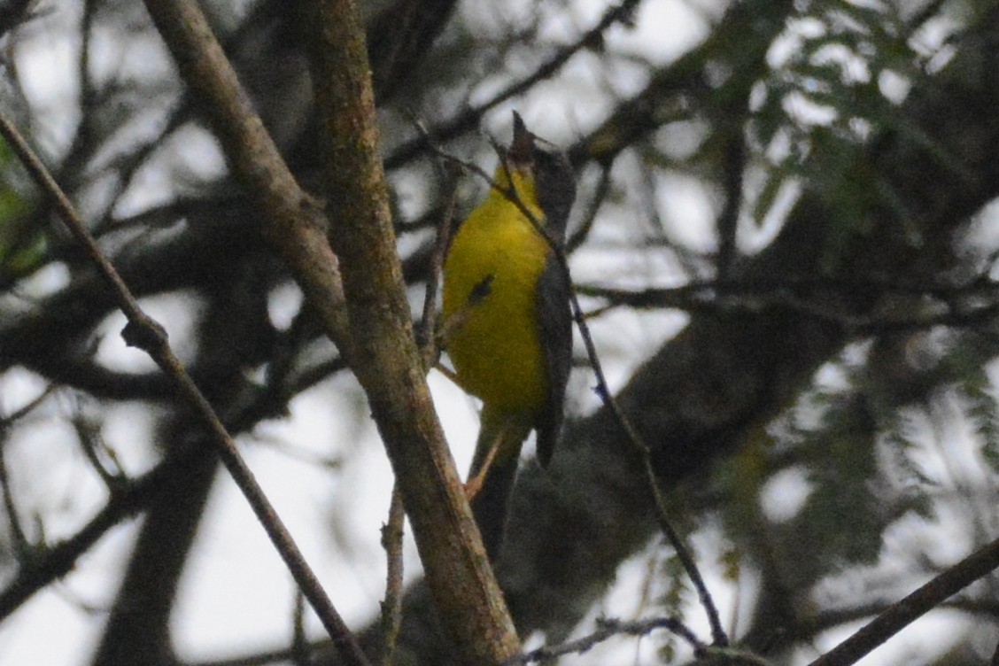 ecuadorparula - ML614175878