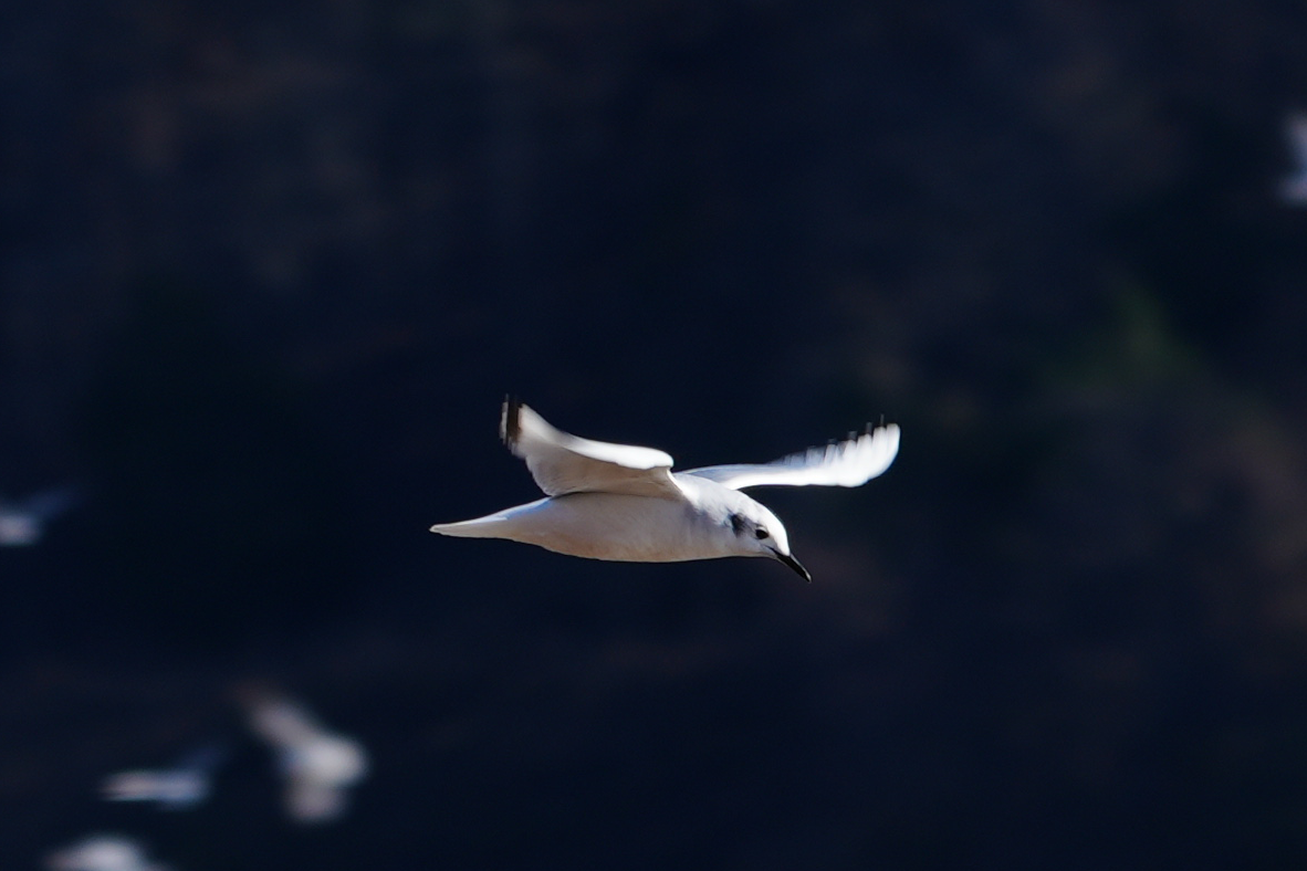 Bonaparte's Gull - ML614175884