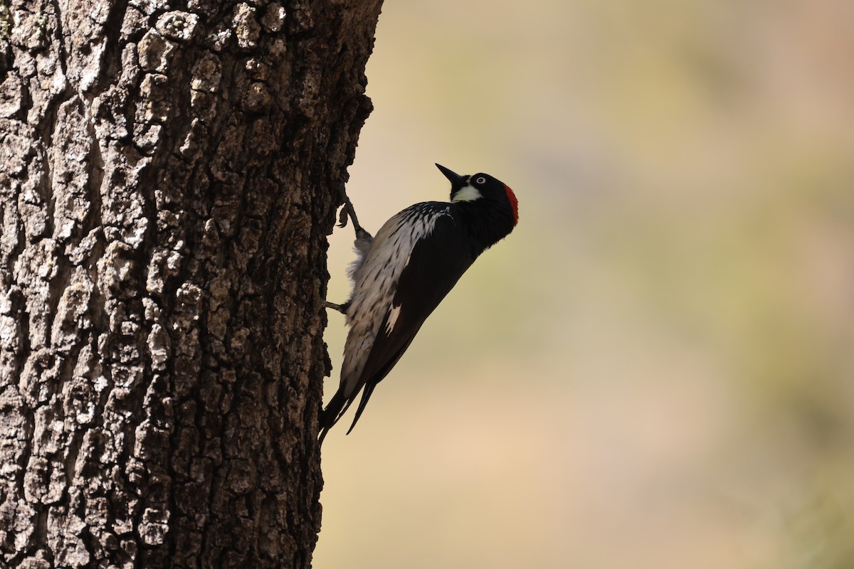 Acorn Woodpecker - Thomas Kleespies