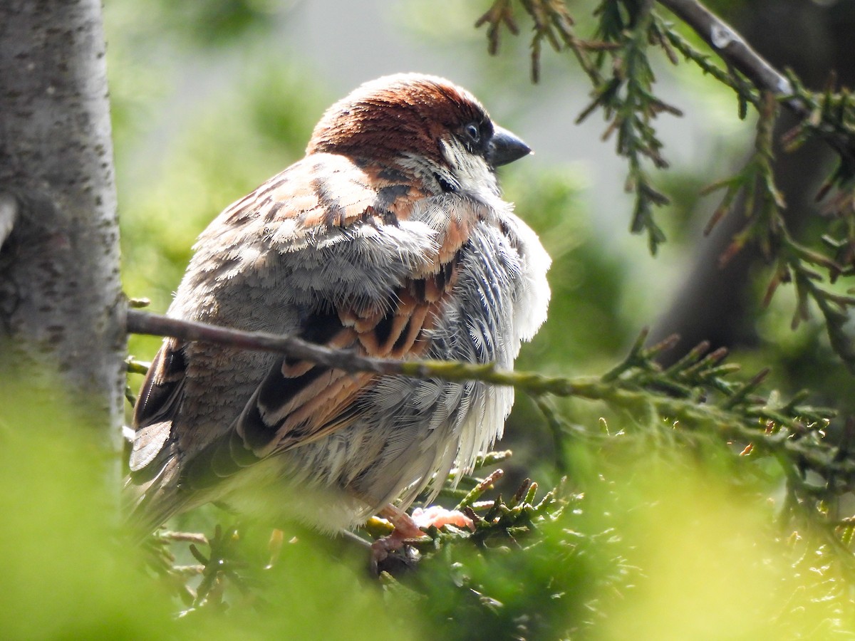 House Sparrow - Shree Raksha