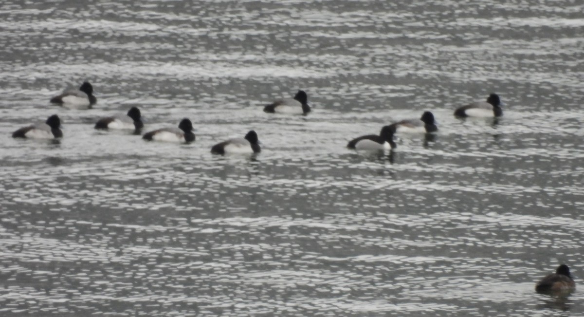 Ring-necked Duck - ML614176057