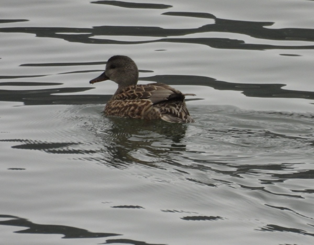 Gadwall - ML614176079