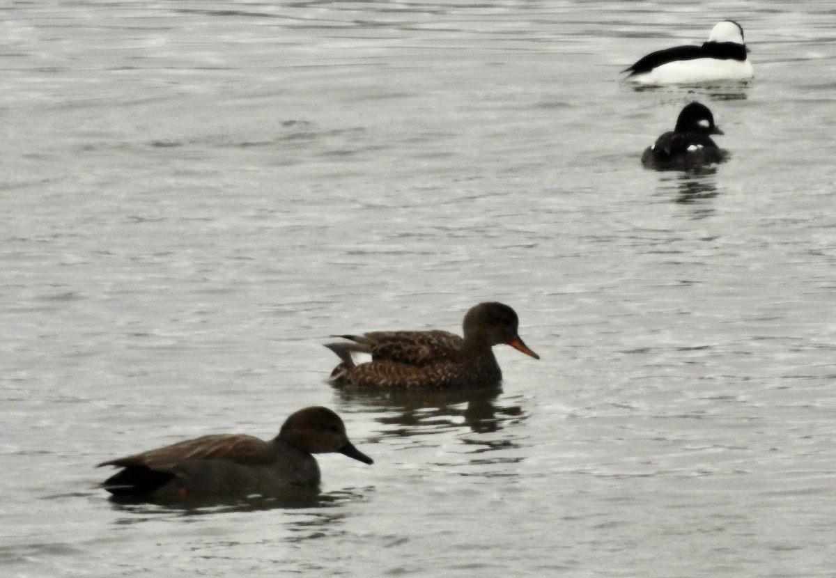 Gadwall - ML614176093