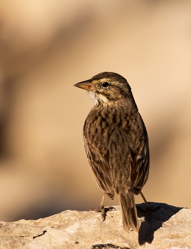 Bruant des prés (rostratus/atratus) - ML614176106