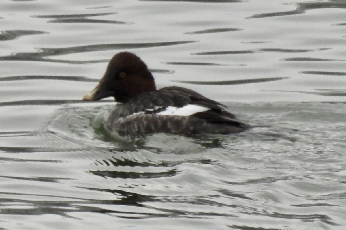 Common Goldeneye - ML614176122