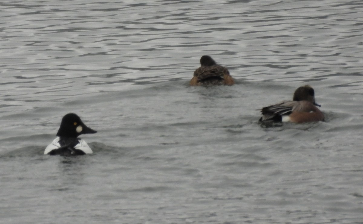 Common Goldeneye - ML614176128