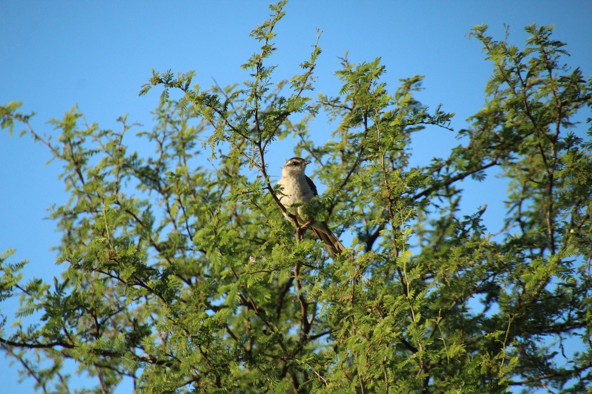 Chalk-browed Mockingbird - Santiago Ramos